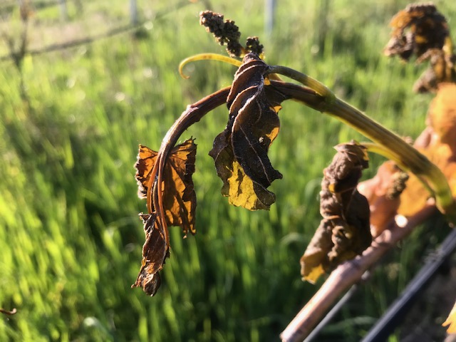 Frostschäden im Bio Weinberg Franken