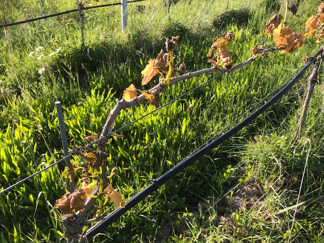 Folgen der Eisheiligen im fränkischen Weinberg