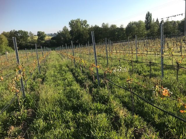 Biologische Vielfalt an Fauna & Flora